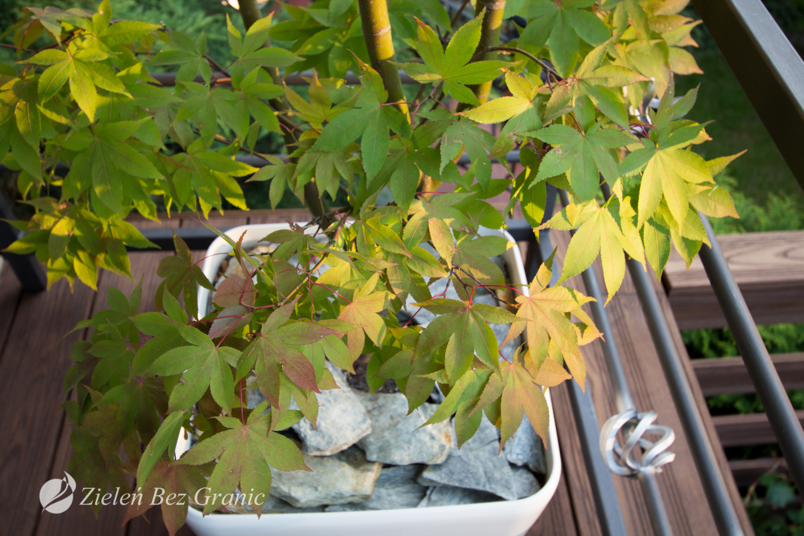 projektowanie ogrodów Warszawa
